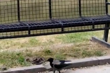 VRANE NAPADAJU! Na Novom Beogradu prvo nasrnule na devojku, a sutradan i na njenu sestru! EVO KAKO SE ZAŠTITITI!
