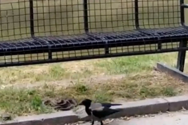 VRANE NAPADAJU! Na Novom Beogradu prvo nasrnule na devojku, a sutradan i na njenu sestru! EVO KAKO SE ZAŠTITITI!