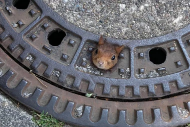 (FOTO) Ujedinjenim snagama za život malog stvora: Vatrogasci, veterinari i policajci spasavali vevericu!