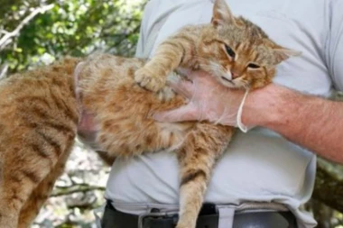 (FOTO) NEVEROVATNO OTKRIĆE ZA KOJE SE ZNALO I RANIJE: Tek sad viđena nova životinjska vrsta nalik mački!
