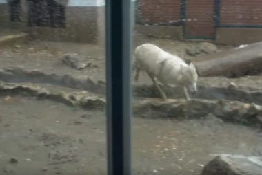 (VIDEO) Potop i u Beo Zoo vrtu, evo šta je sa životinjama