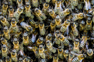 Katastrofa! Otrovano na hiljade pčela