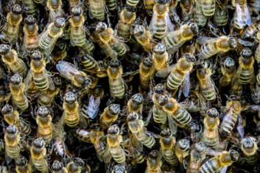 Slučajno presekao košnicu, izujedalo ga 20.000 besnih afričkih pčela ubica! Čak 30 je pogutao! PREŽIVEO ŠTO NIKO NIJE I VEROVATNO NEĆE! (FOTO)