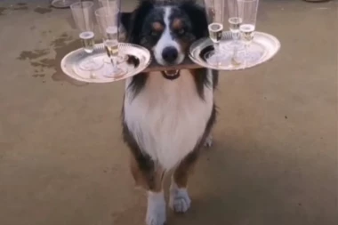 (VIDEO) Ovaj pas je pravi konobar: Nosi čaše i služi šampanjac