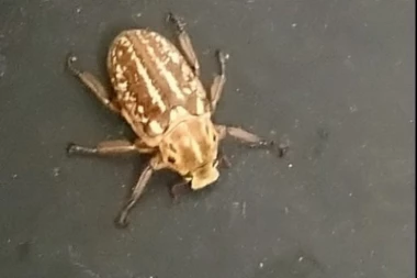 Pronađen neobičan insekt u Surčinu, deluje opasno!