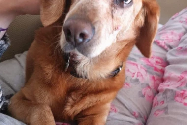 NESTALA U NASELJU PLAVI HORIZONTI: Ako neko vidi predivnu Lolu neka se što pre javi!