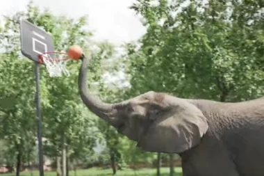 (VIDEO) Upoznajte slonove koji znaju jogu i da igraju košarku
