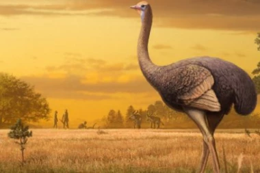 NAĐENA PRAISTORIJSKA ŽIVOTINJA: Bila je visoka više od 3,5 metra i teška kao odrastao polarni medved!