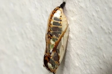 (FOTO, VIDEO) Ovo nije nakit, već ŽIVO BIĆE?!