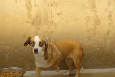 (VIDEO) Ovaj video će vas rasplakati: Kuca posle 3 godine prvi put maše repom