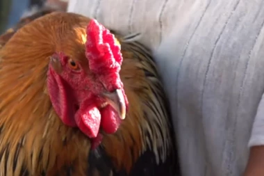 ČUDO U KOŠTUNIĆIMA! Petao pred Uskrs počeo da kvoče i leži na jajima! UVEČE SE PRETVARA U PRAVU KOKOŠKU!
