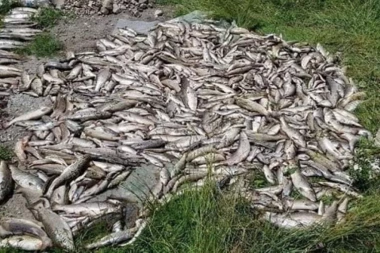 (FOTO) VELIKA EKOLOŠKA KATASTROFA U CRNOJ GORI: Rekama teče bela voda puna mrtve ribe, a evo ko je kriv