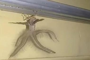 (VIDEO) NA ŠTA VAMA LIČI OVO ČUDO? Vlasnika hotela uplašio "vanzemaljac"?