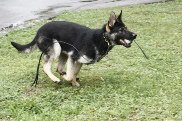 "SITNICA GA KOŠTALA ŽIVOTA"! BEŽAO OD POLICIJE, A ONI PUSTILI PSA NA NJEGA! Amputirali mu ruku zbog ugriza, preminuo posle pet dana agonije!
