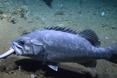 (VIDEO) Jeste se nekad pitali ko se hrani ajkulama? Ovaj snimak će vam dati odgovor na to