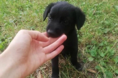 POZIV SVIM DOBRIM LJUDIMA: Poklanja se crni lepotan spasen sa ulice! (FOTO)