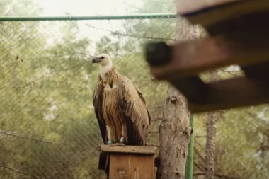 (VIDEO) NE PROPUSTITE! Pogledajte spot koji su Turci snimili o beloglavom supu Dobrili i Uvcu