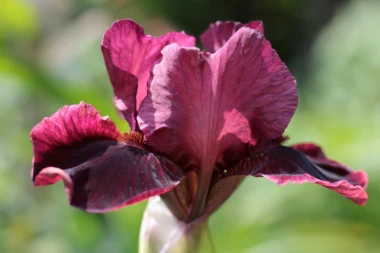 Moćno dejstvo lekovite biljke starih Slovena: Njen list leči jetru i čisti pluća, a koren se daje deci dok im rastu zubi!