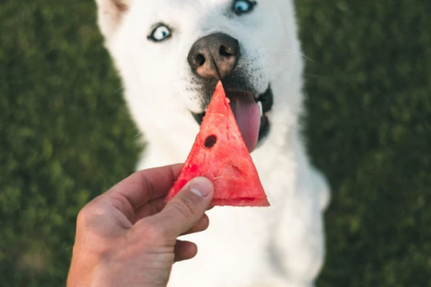 KORISTAN SAVET VLASNICIMA PASA: Ako vaš ljubimac prebrzo jede, onda uradite OVO!