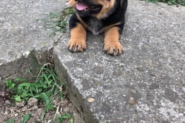 Studije pokazale: Vlasnici pasa duže žive