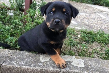 MALIM LEPOTANIMA TREBA NOVI DOM: Pružite predivnim štencima ljubav i krov nad glavnom