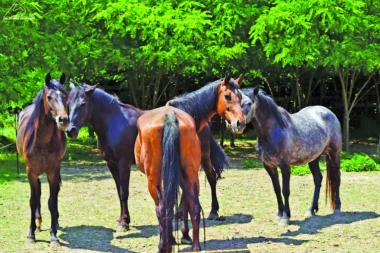 RAJ UMESTO KLANICE: Ovde odbačeni konji započinju novi život