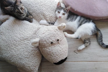 UDOMITE MACU ILI KUCU SA ZVEZDARE: Pružite bespomoćnim stvorenjima svetlu budućnost