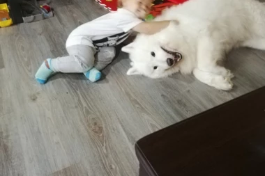 IMATE MALO DETE, A ŽELITE I PSA? Ove 4 rase se najbolje slažu s mališanima, zaljubiće se u njih već na prvi pogled!