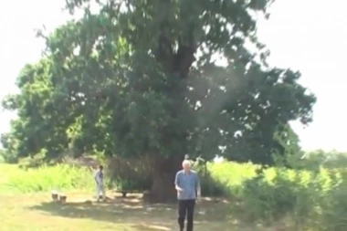 Čudo u selu Tijanje! Ko god da stane pod magični hrast ozdravi: Vesna je prohodala, Vojimiru su prestale glavobolje i to nije sve