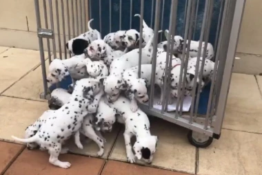 (VIDEO) Kao iz priče, Melodi okucila 19 dalmatinaca i svi su preslatki