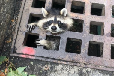 (FOTO) Radoznalost ga koštala: Nestašni rakun visio zaglavljen nekoliko sati, pa spasen!
