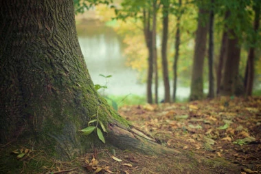 (VIDEO) Čudo neviđeno: Protrljajte oči - ovo drvo diše!