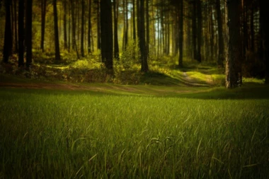 Želite da pošumite imanje? Prijavite se do 17. septembra i dobićete besplatne sadnice!