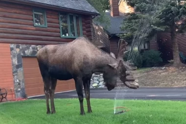 (VIDEO) SNAŠAO SE: Ovaj los našao način da pregura vrućinu!