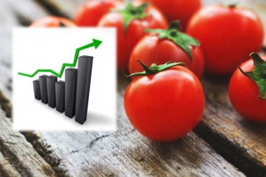 Loše vesti! Paradajz samo trenutno pojeftinio: U septembru se sprema novo poskupljenje, cene će eksplodirati!