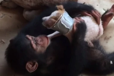 (VIDEO) KAKVA LJUBAV, KAKVA BRIGA: O štenetu na samrti, u toku lečenja, brinule šimpanze!