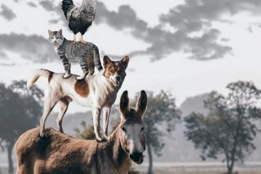 Zaprepastićete se: Zanimljive činjenice o životinjama koje sigurno niste znali!