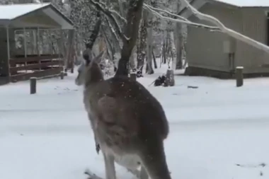 (VIDEO) KENGURI U SNEGU: Hladni talas pogodio jugoistočni deo Australije, neki gradovi se zabeleli prvi put posle nekoliko decenija!