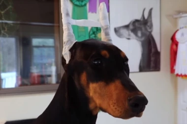 SAKATE životinje zbog ESTETIKE! Zakon u Srbiji zabranjuje OVE intervencije, vlasnici na sve spremni zarad "lepšeg" ljubimca