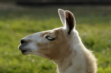 (FOTO) Ova slika je prava enigma: Zaboravite na električne trotinete, neko je na lami došao u Studentski park!