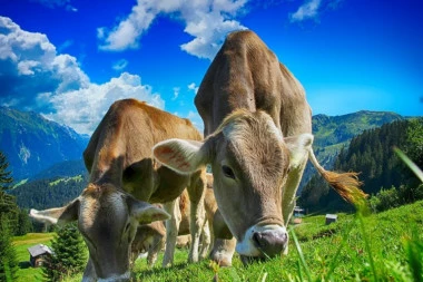 Naučnici tvrde: I krave prolaze kroz pubertet!