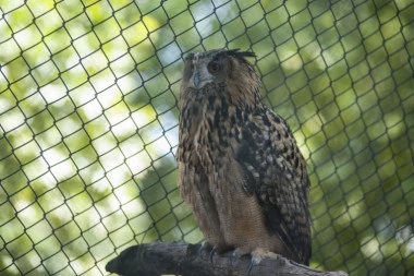 OVO JE ISTINA O STANJU ŽIVOTINJA U ZOO VRTU U BORU: Na teren izašla veterinarska inspekcija po nalogu Ministarstva