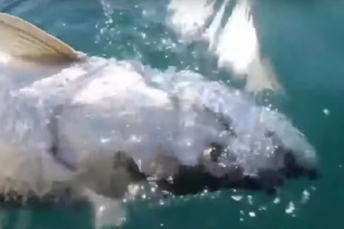 (VIDEO) Lovac postao lovina! Pecao ribu pa uhvatio neman, a onda se ona otela i počela je borba