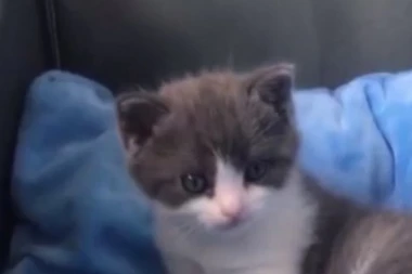 (VIDEO) U Kini rođena prva klonirana mačka
