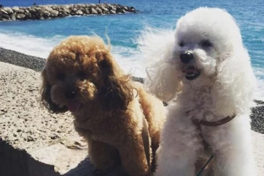 PJER I TESLA BODRE NOVAKA!