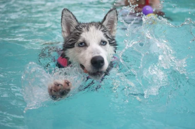 SA LJUBIMCEM NA MORE, MOŽE! Evo koliko će to da vas košta ovog leta