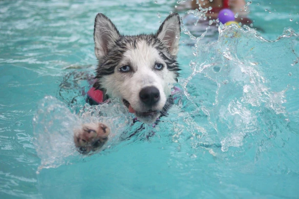 SA LJUBIMCEM NA MORE, MOŽE! Evo koliko će to da vas košta ovog leta