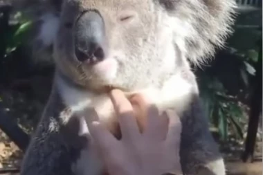 (VIDEO) KO JE REKAO DA STANEŠ? Ova koala ne diše i ne trepće dok je jedna ruka češka po krznu