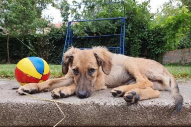 SRPSKI TELEGRAF I REPUBLIKA APELUJU NA SVE DOBRE LJUDE: Pružite predivnoj ženkici koja je prošla pakao dom i ljubav! (GALERIJA)