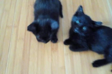 NA POKLON: Dva slatka mačeta traže dom koji će da usreće